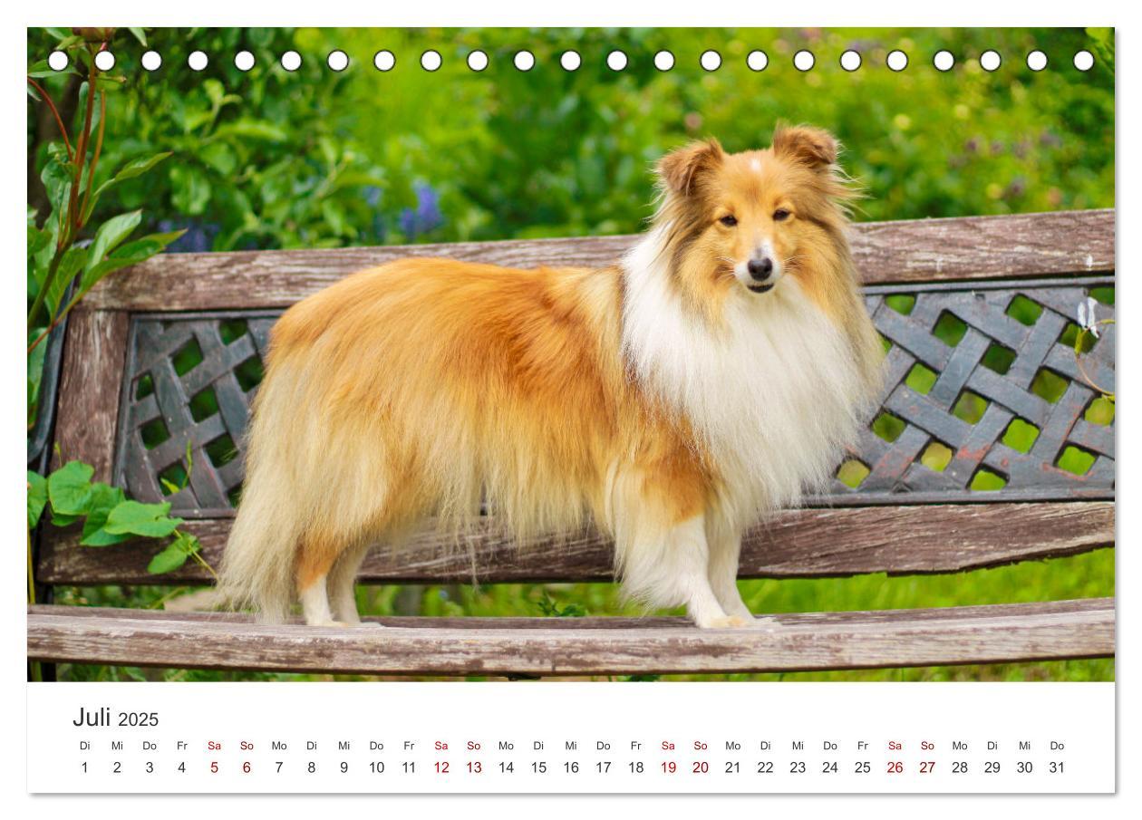 Bild: 9783383916519 | Shelties - Die zuckersüßen Vierbeiner. (Tischkalender 2025 DIN A5...