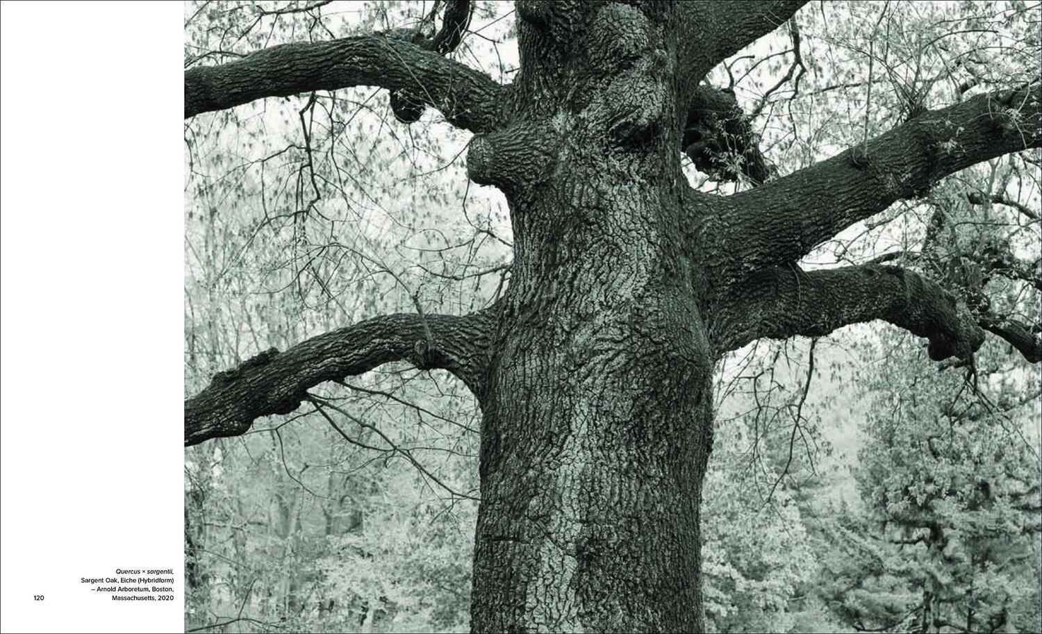Bild: 9783777438573 | Olmsted Trees | Stanley Greenberg | Tom Avermaete (u. a.) | Buch
