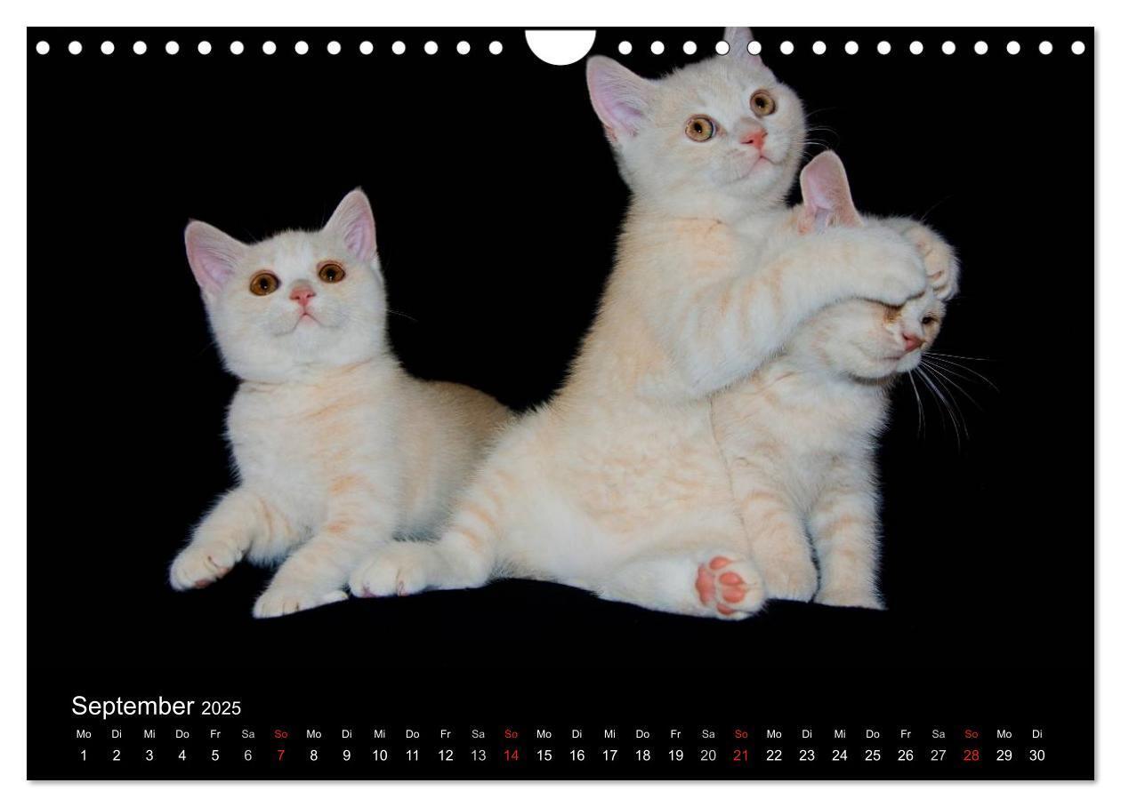 Bild: 9783435833924 | Britisch Kurzhaar Katzen (Wandkalender 2025 DIN A4 quer), CALVENDO...