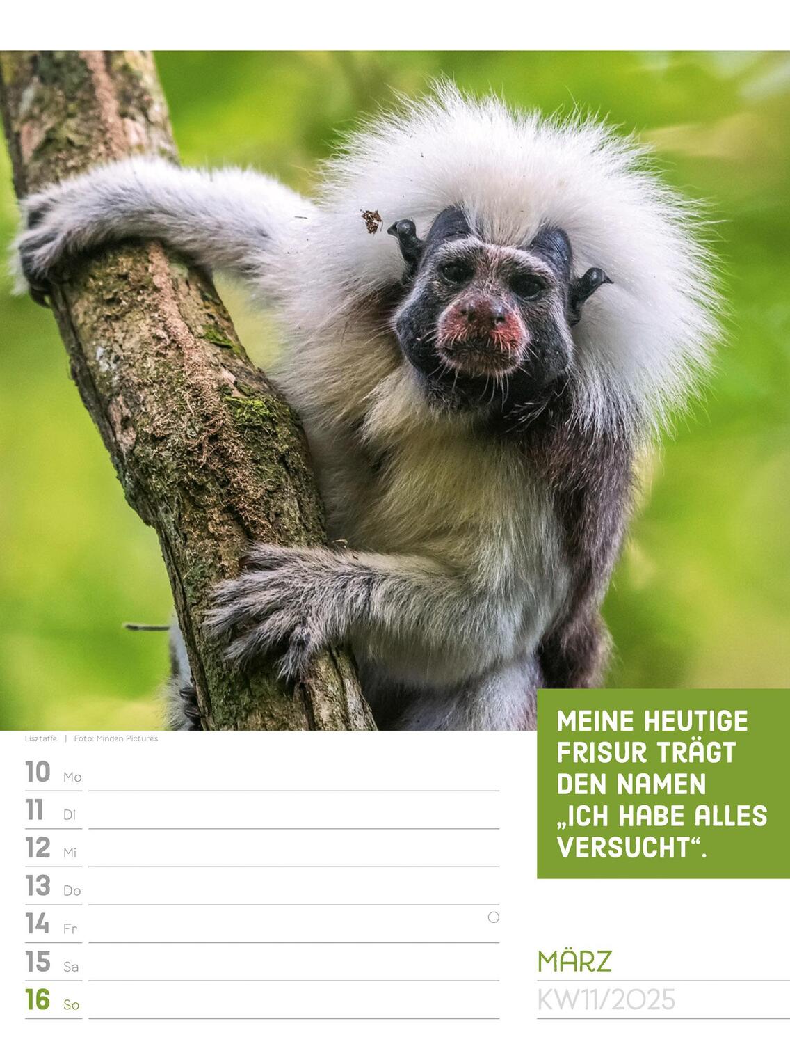 Bild: 9783838425962 | Tierisch! Sprüchekalender - Wochenplaner Kalender 2025 | Kunstverlag