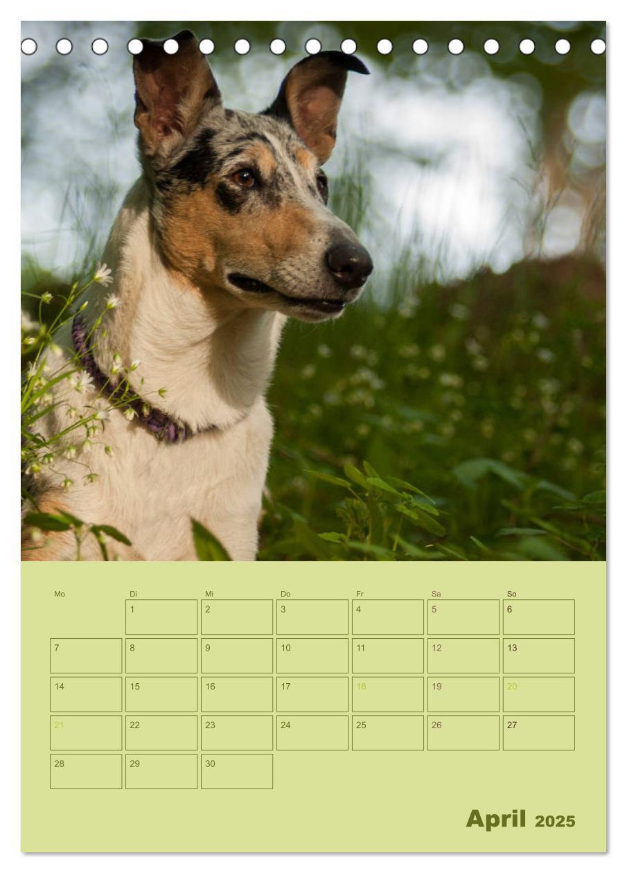 Bild: 9783457051276 | Kurzhaarcollies (Tischkalender 2025 DIN A5 hoch), CALVENDO...