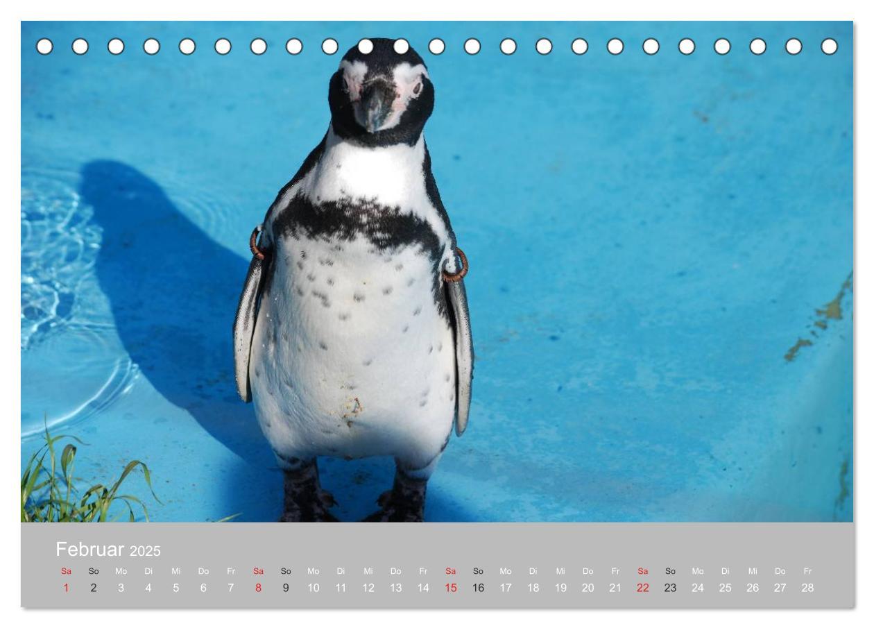 Bild: 9783435789092 | Pinguine 2025 (Tischkalender 2025 DIN A5 quer), CALVENDO...