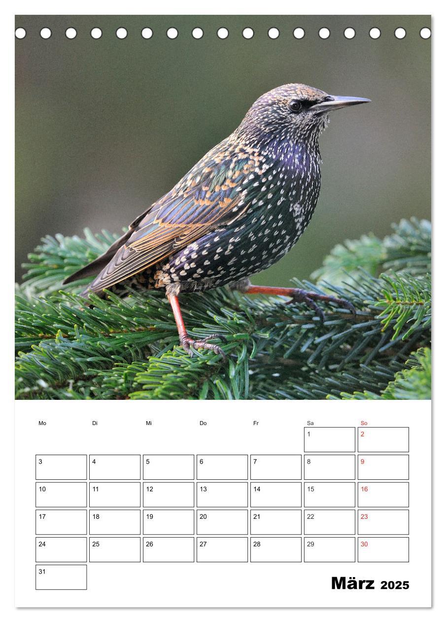 Bild: 9783457007334 | Bezaubernde Vögel im heimischen Garten (Tischkalender 2025 DIN A5...