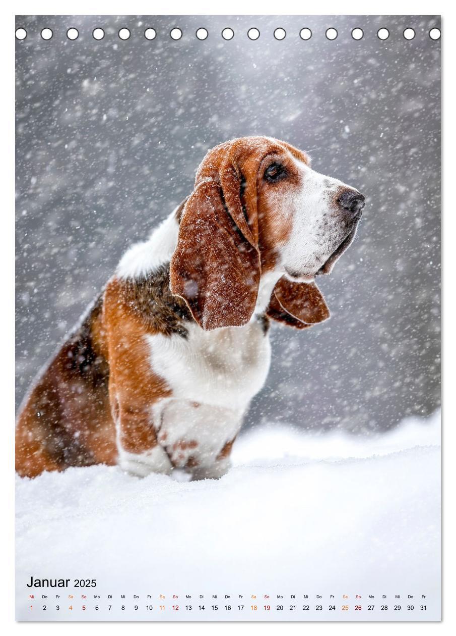 Bild: 9783383779923 | Basset Hound - freundlich und anhänglich (Tischkalender 2025 DIN A5...