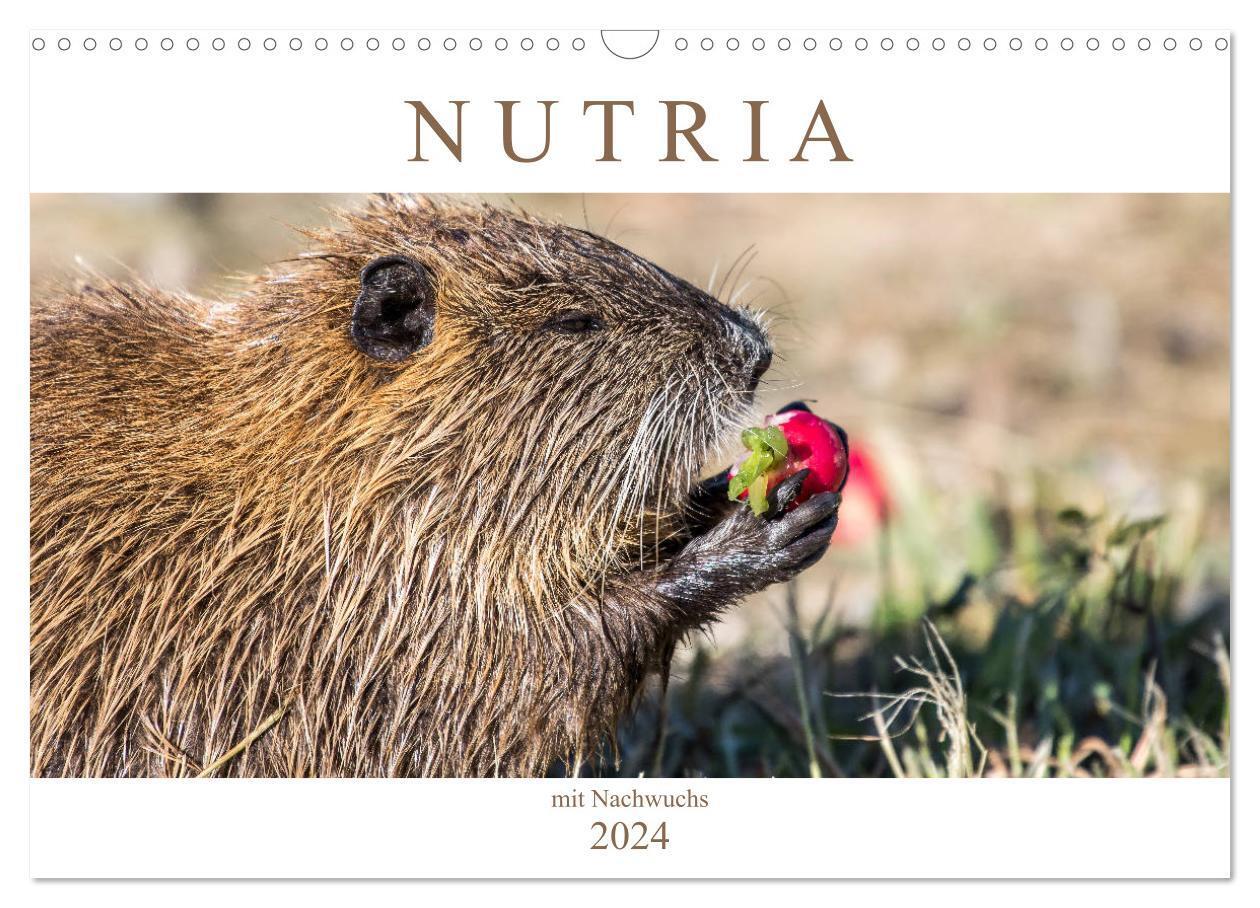 Cover: 9783383101151 | NUTRIA mit Nachwuchs (Wandkalender 2024 DIN A3 quer), CALVENDO...