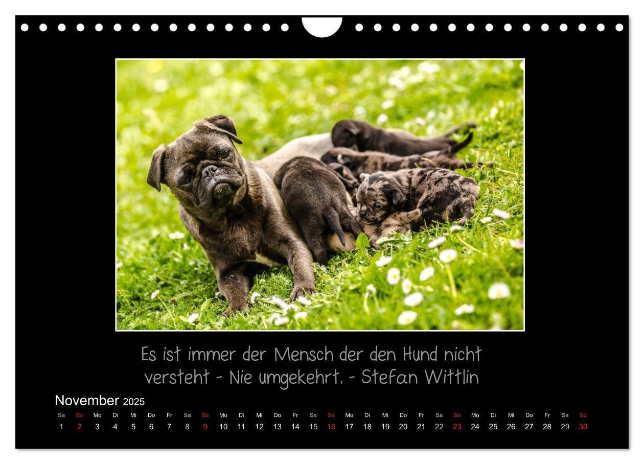 Bild: 9783435713837 | Möpse 2025 (Wandkalender 2025 DIN A4 quer), CALVENDO Monatskalender