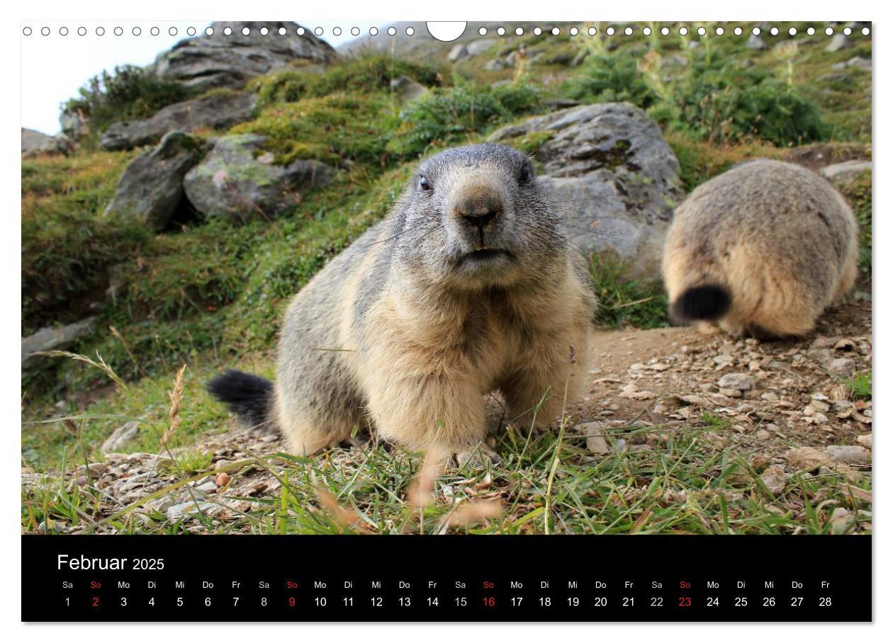 Bild: 9783435784219 | Murmeltiere (Wandkalender 2025 DIN A3 quer), CALVENDO Monatskalender