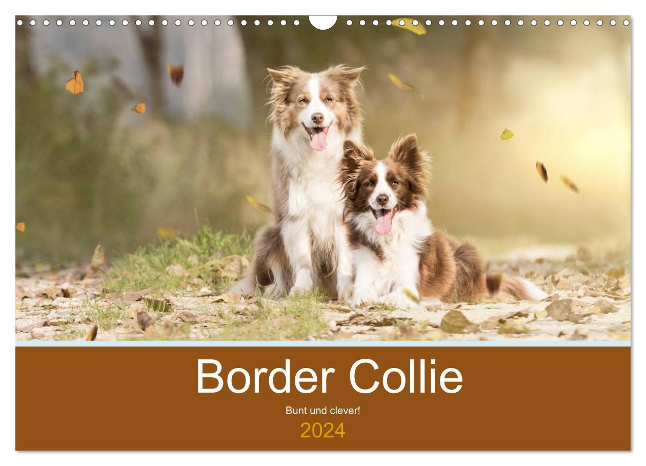 Cover: 9783675854239 | Border Collie - Bunt und clever! (Wandkalender 2024 DIN A3 quer),...