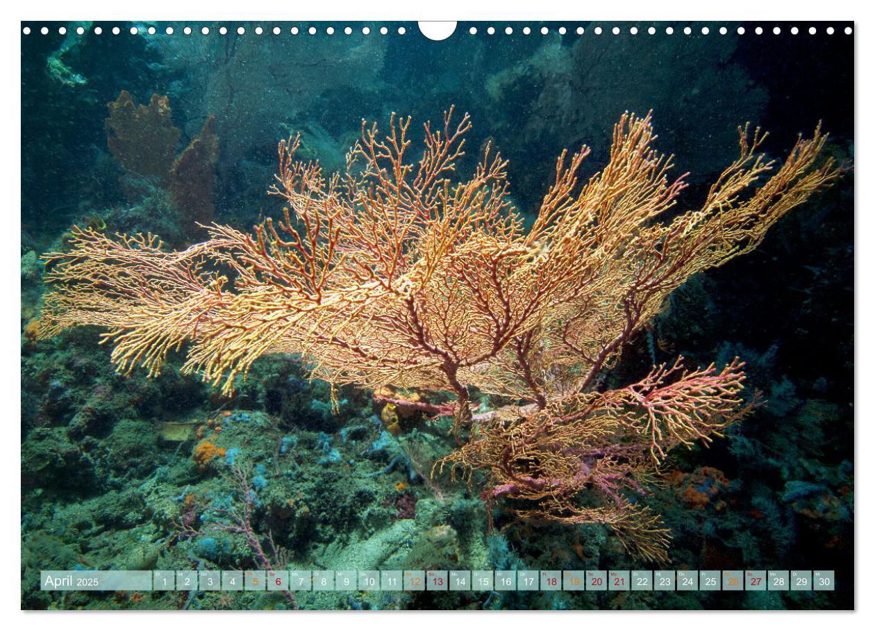 Bild: 9783435034956 | Raja Ampat - Impressionen (Wandkalender 2025 DIN A3 quer), CALVENDO...