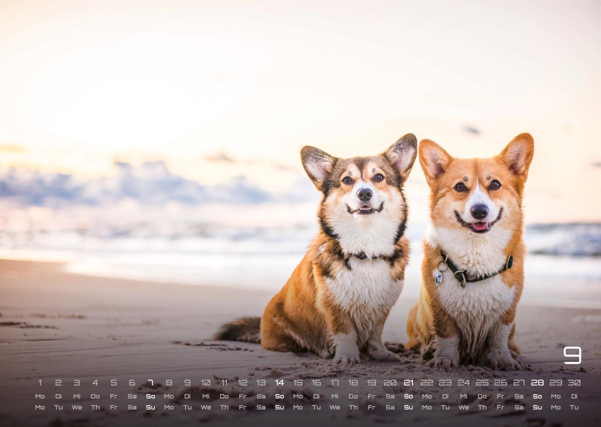 Bild: 9783986733919 | Wuff - Unsere Vierbeiner - Der Hundekalender- 2025 - Kalender DIN A3