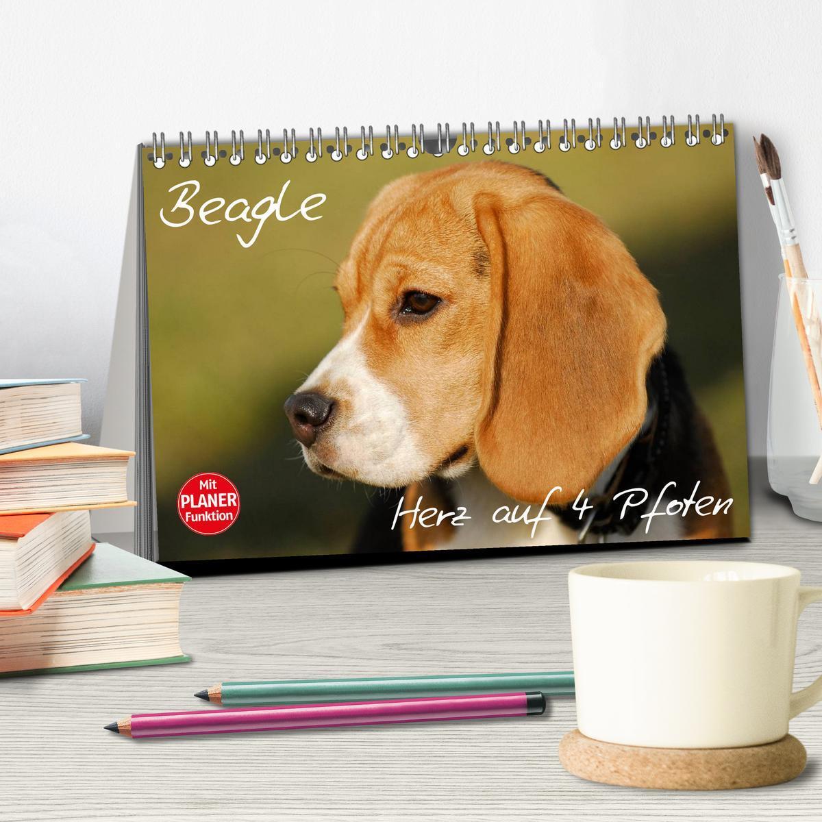 Bild: 9783435540396 | Beagle - Herz auf 4 Pfoten (Tischkalender 2025 DIN A5 quer),...