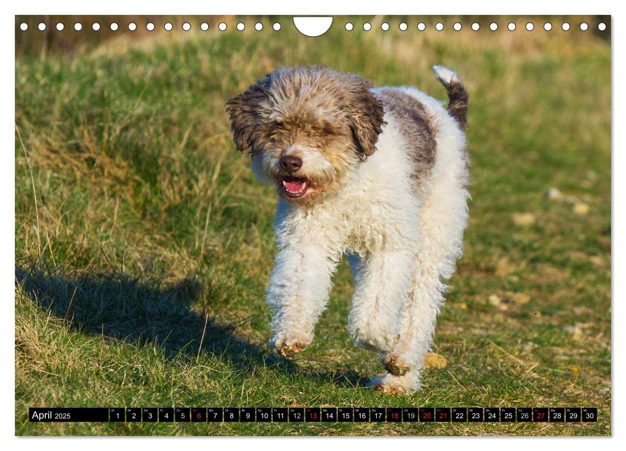 Bild: 9783435570898 | Lagotto Romagnolo - Italienischer Trüffelhund (Wandkalender 2025...