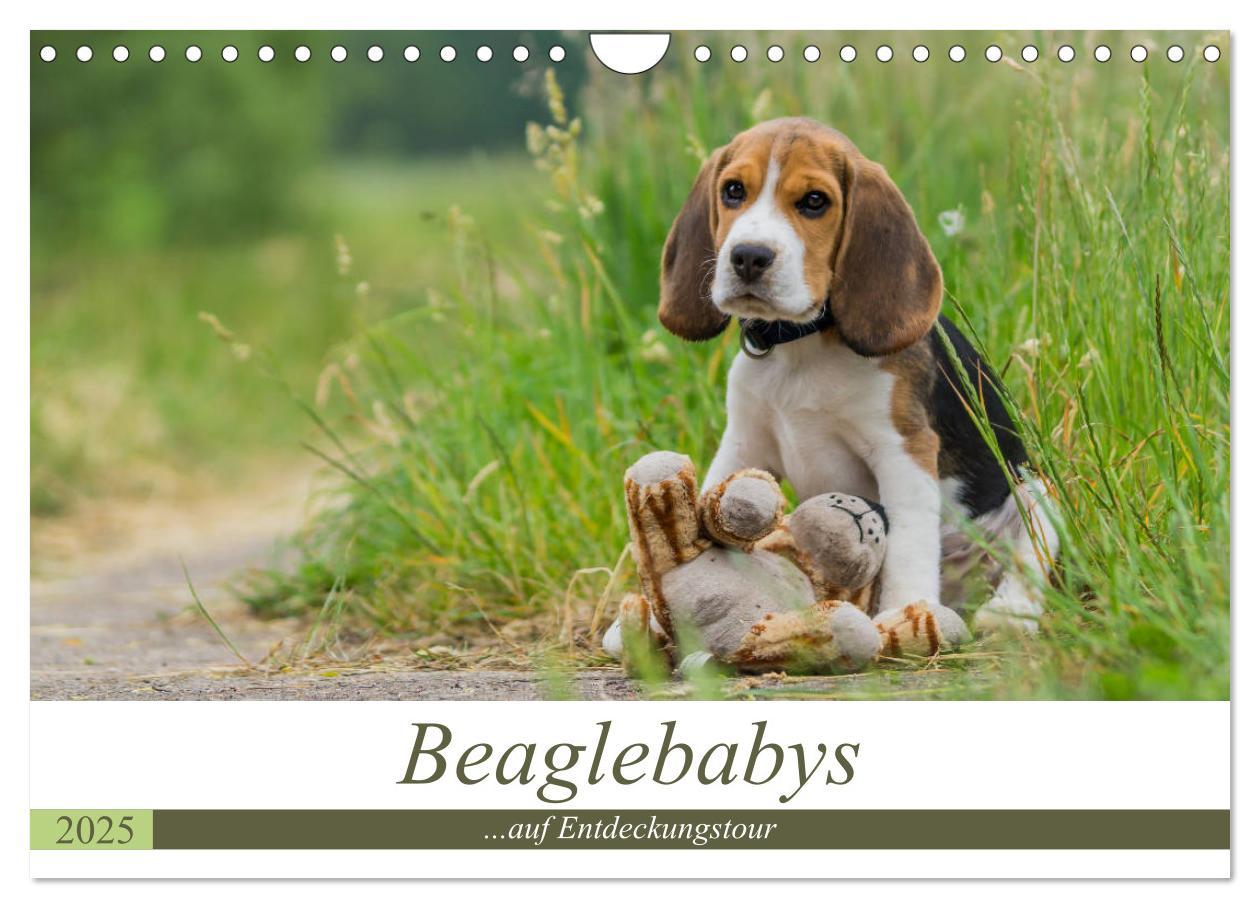 Cover: 9783435574896 | Beaglebabys auf Entdeckungstour (Wandkalender 2025 DIN A4 quer),...