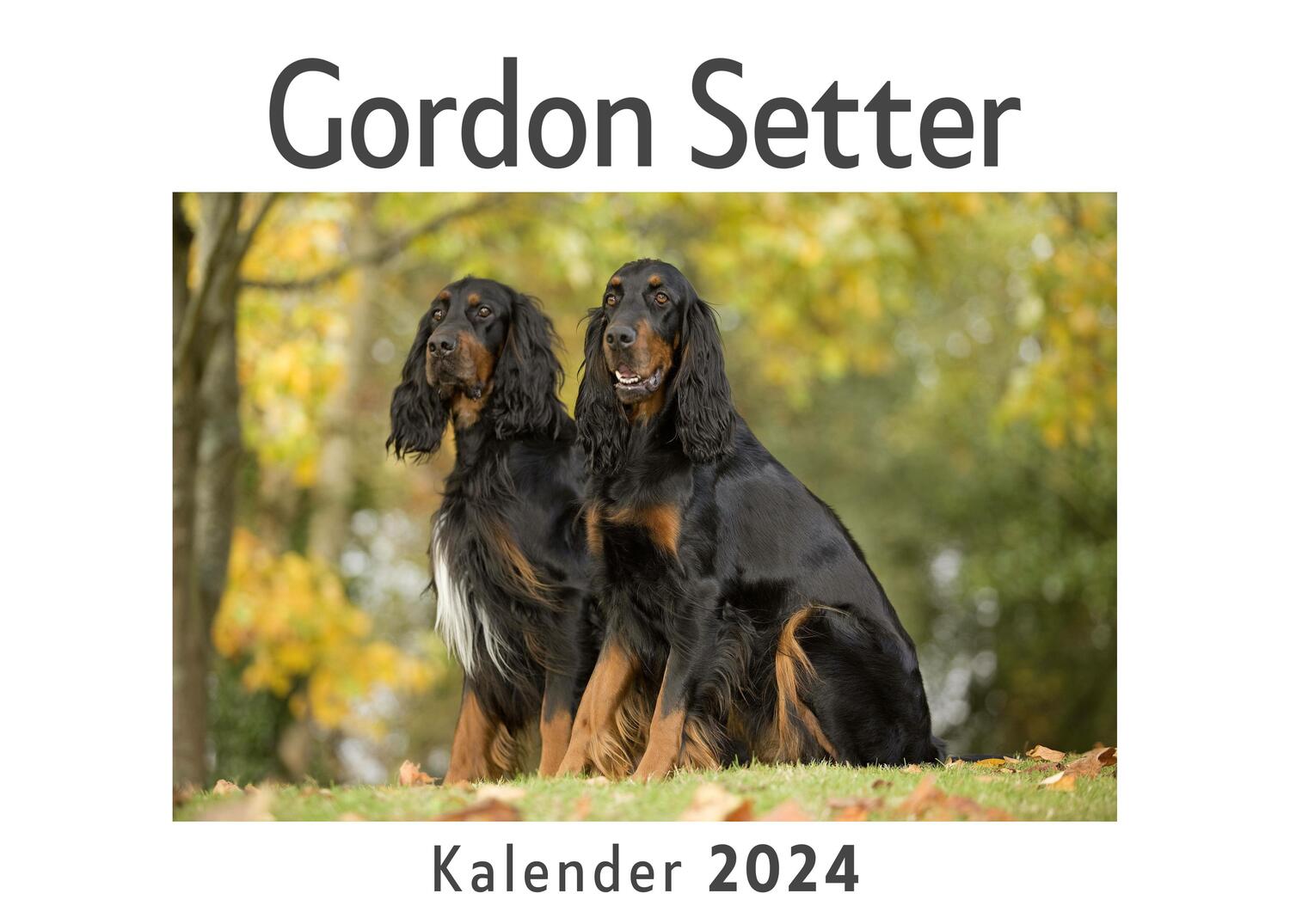 Cover: 9783750557420 | Gordon Setter (Wandkalender 2024, Kalender DIN A4 quer,...