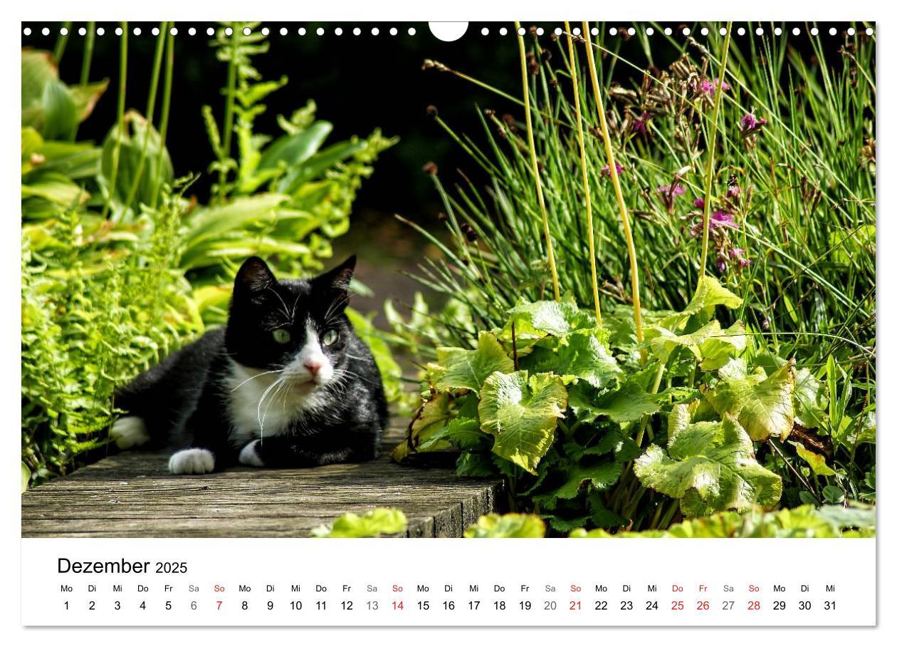 Bild: 9783435466269 | Paradies Naturgarten (Wandkalender 2025 DIN A3 quer), CALVENDO...