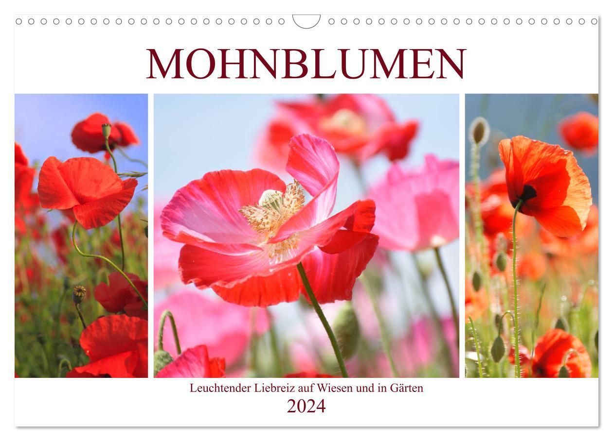 Cover: 9783675838369 | Mohnblumen. Leuchtender Liebreiz auf Wiesen und in Gärten...