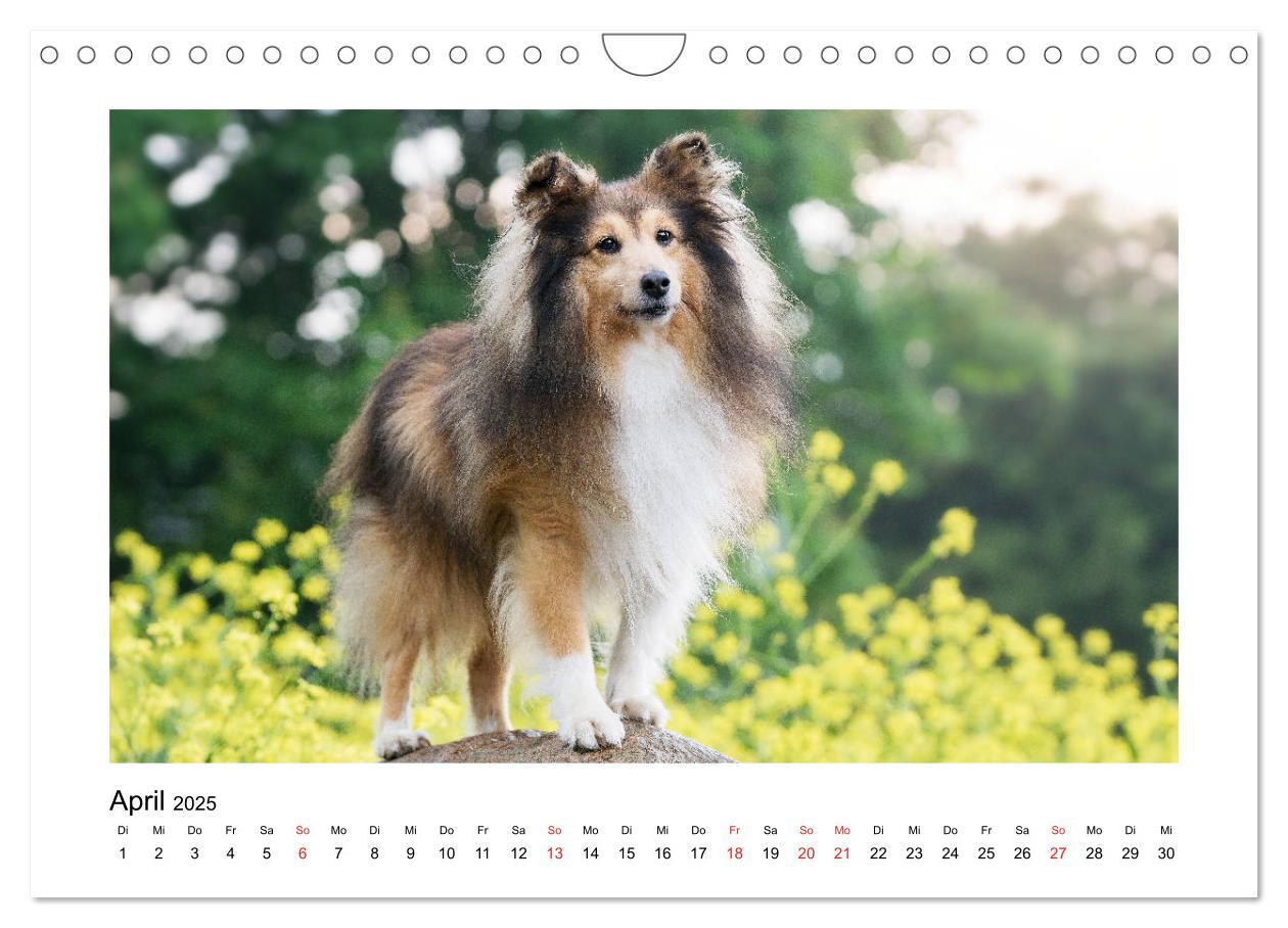 Bild: 9783435308309 | Herzensshelties - Shetland Sheepdogs (Wandkalender 2025 DIN A4...