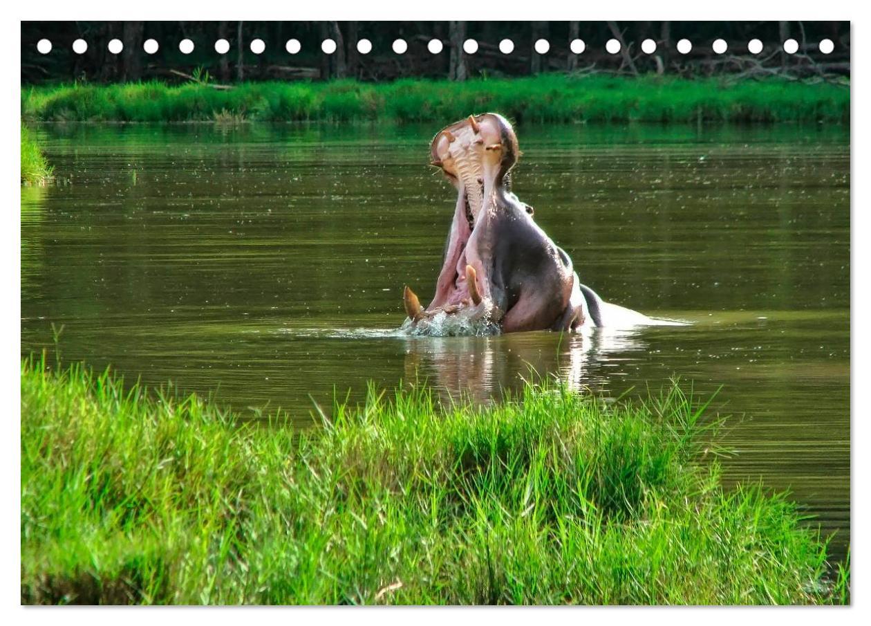 Bild: 9783435469758 | Flusspferde - gemütlich gefährlich (Tischkalender 2025 DIN A5...