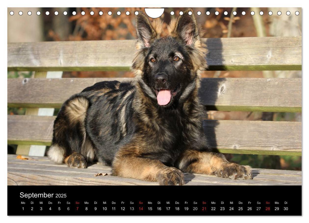 Bild: 9783435784011 | Mit dem Deutschen Schäferhund durch's Jahr (Wandkalender 2025 DIN...