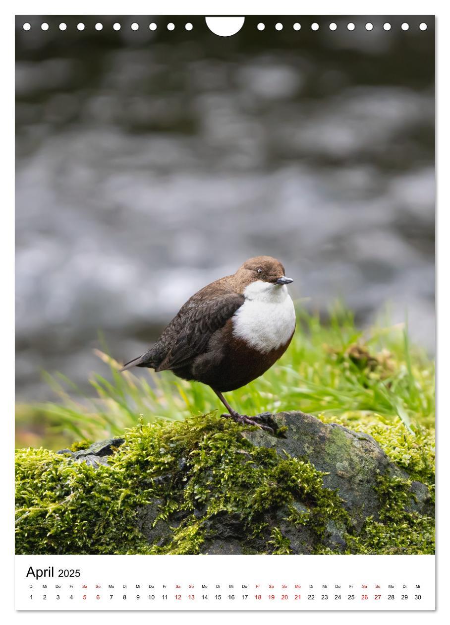 Bild: 9783435891641 | Heimische Vögel in Ihren Gärten (Wandkalender 2025 DIN A4 hoch),...