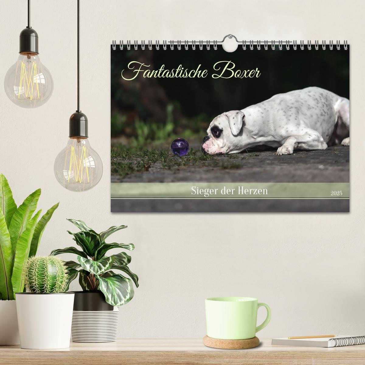 Bild: 9783383843303 | Fantastische Boxer - Sieger der Herzen (Wandkalender 2025 DIN A4...