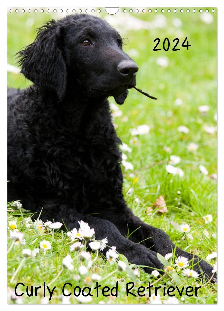 Cover: 9783383455247 | Curly Coated Retriever 2024 (Wandkalender 2024 DIN A3 hoch),...