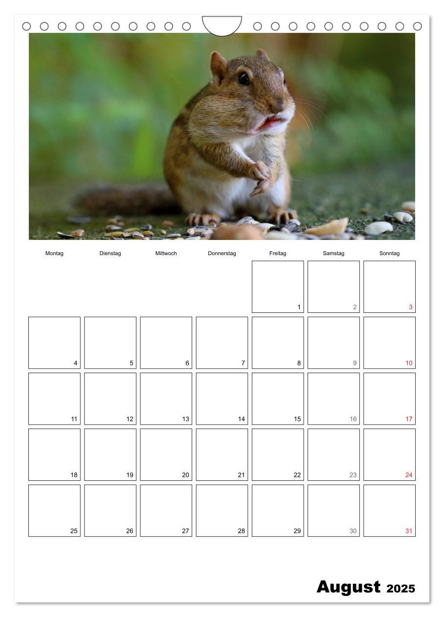 Bild: 9783457026670 | Streifenhörnchen - neugierige Nager (Wandkalender 2025 DIN A4...