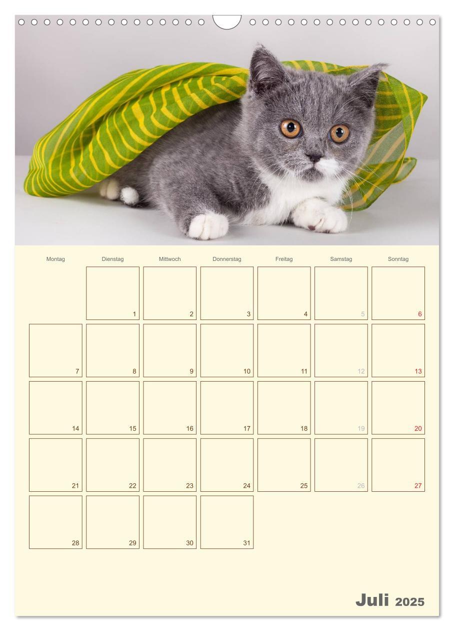 Bild: 9783457074480 | Britisch Kurzhaar Katzen - Planer (Wandkalender 2025 DIN A3 hoch),...