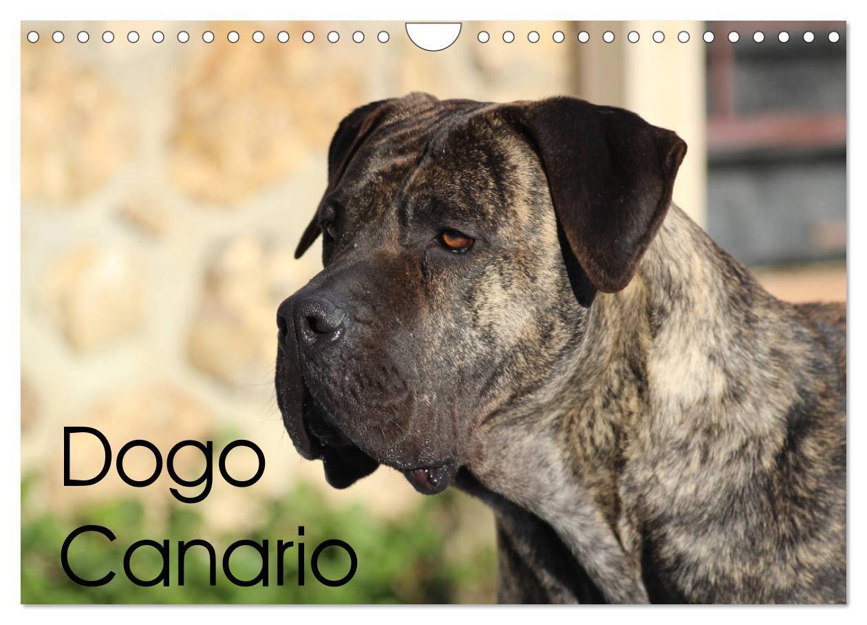 Cover: 9783383223808 | Dogo Canario (Wandkalender 2024 DIN A4 quer), CALVENDO Monatskalender