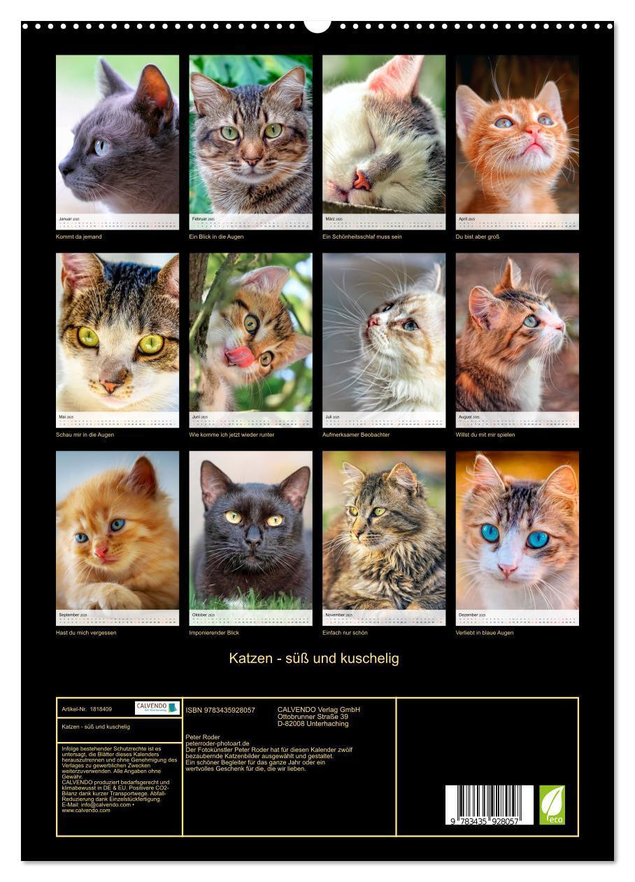 Bild: 9783435928057 | Katzen - süß und kuschelig (Wandkalender 2025 DIN A2 hoch),...