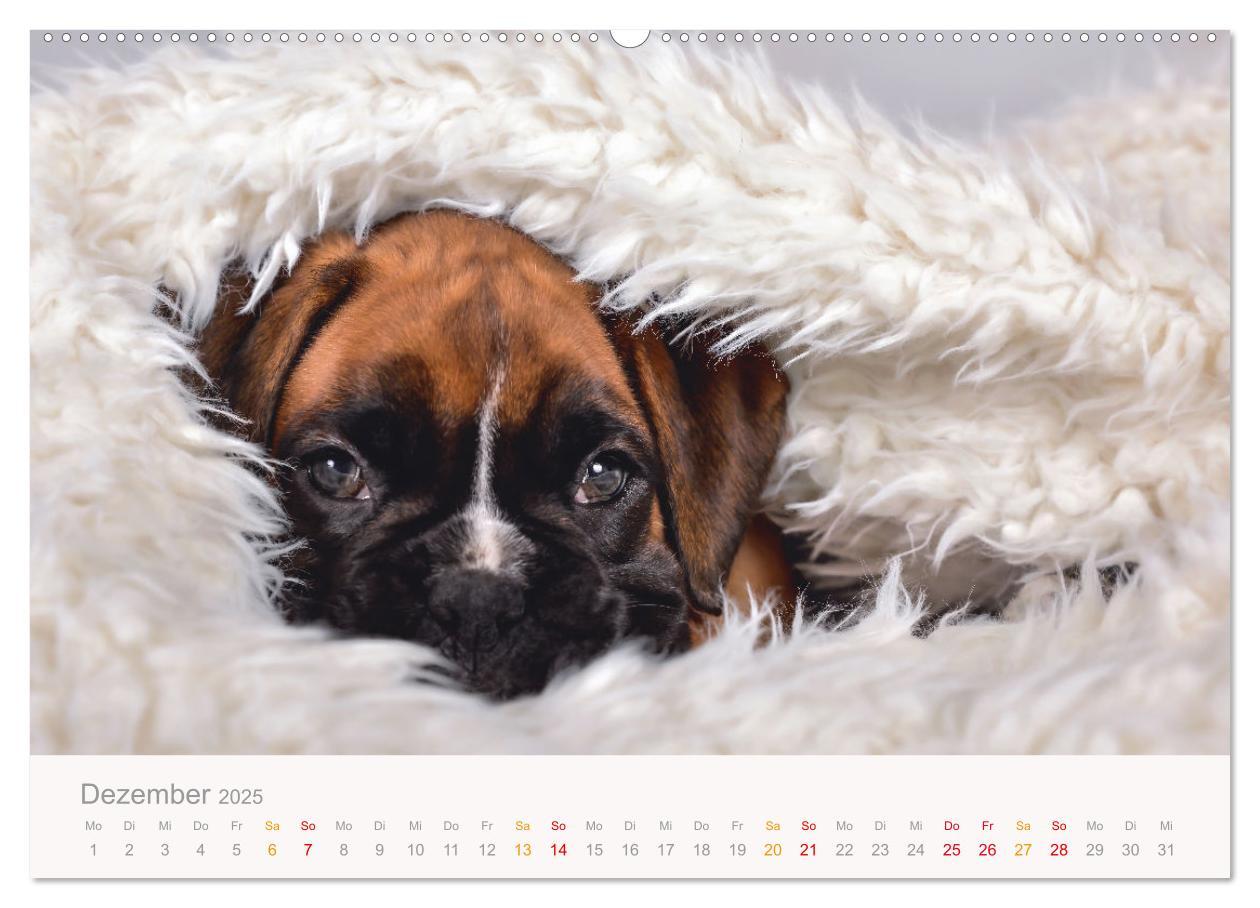 Bild: 9783457226179 | Boxer Welpen einfach zuckersüß (Wandkalender 2025 DIN A2 quer),...