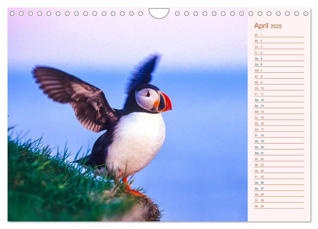 Bild: 9783435064489 | Papageitaucher auf Island (Wandkalender 2025 DIN A4 quer), CALVENDO...