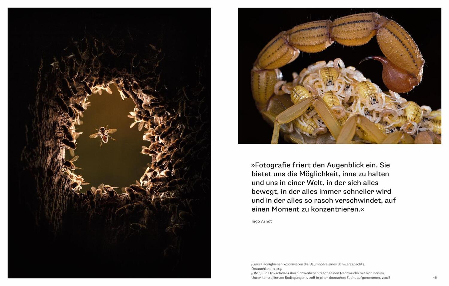 Bild: 9783957288318 | Warum wir Tiere fotografieren | Huw Lewis-Jones | Buch | 336 S. | 2024