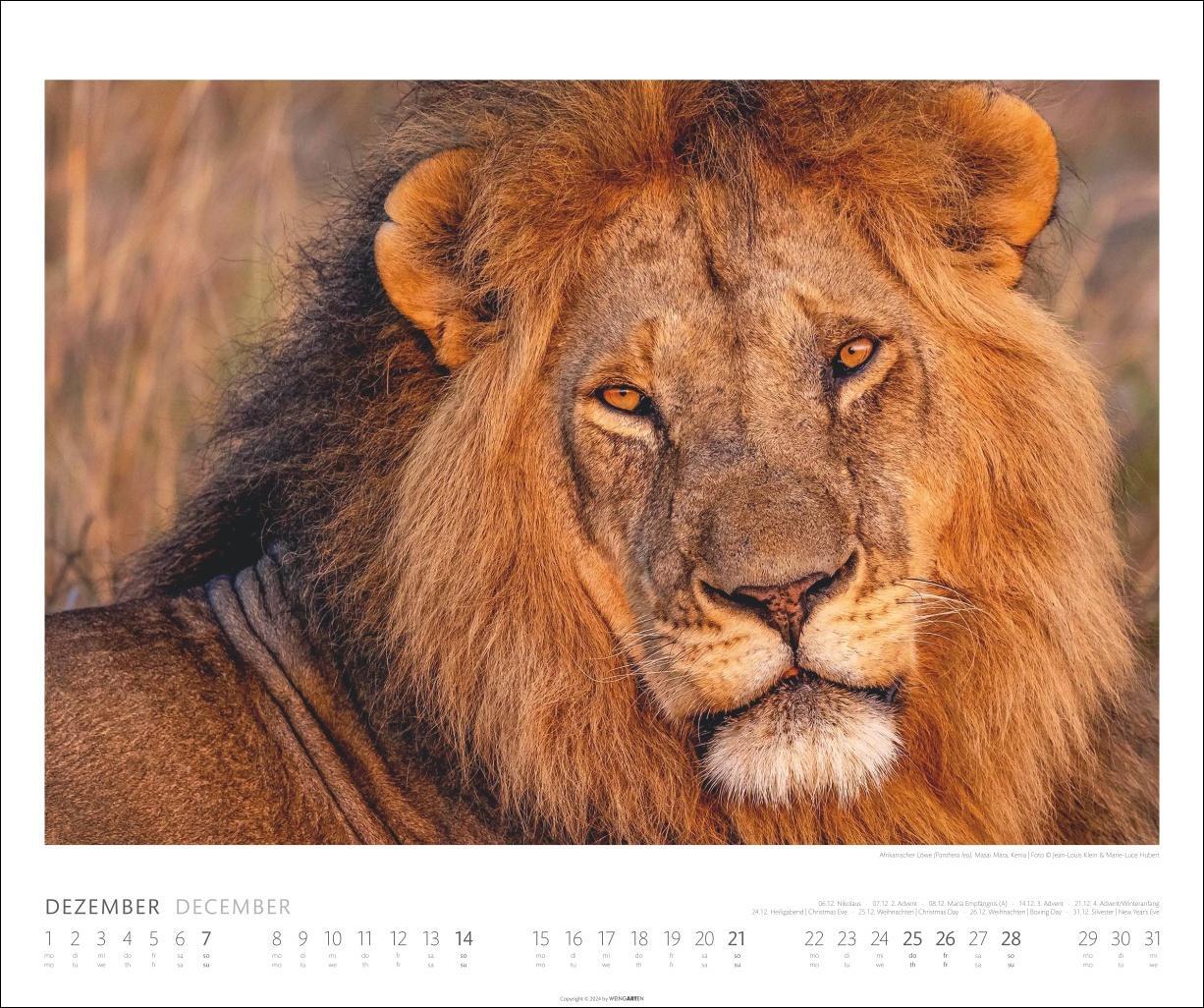 Bild: 9783839901014 | African Wildlife Kalender 2025 | Kalender | Spiralbindung | 14 S.