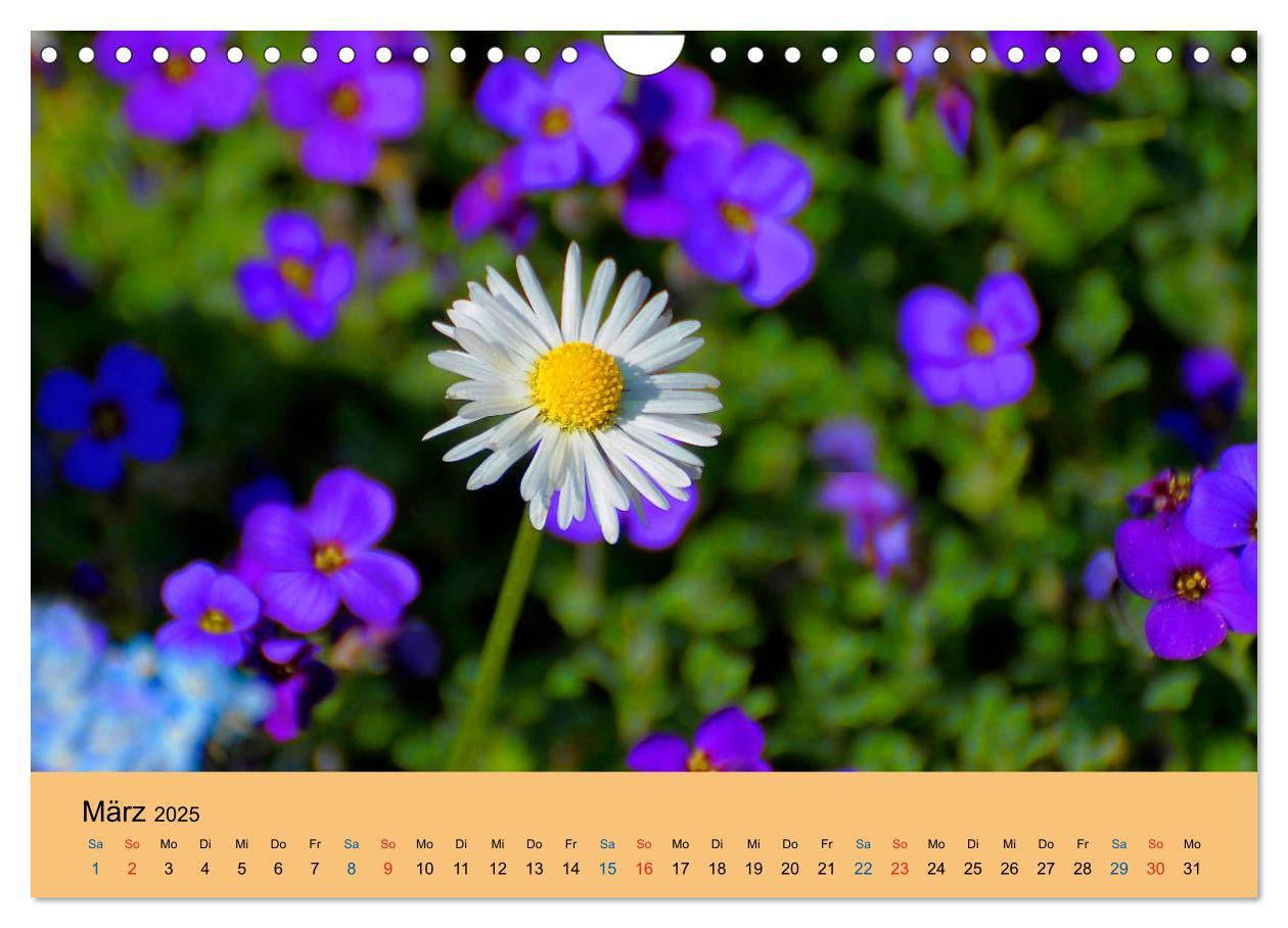 Bild: 9783435775132 | Wildblumen 2025 (Wandkalender 2025 DIN A4 quer), CALVENDO...