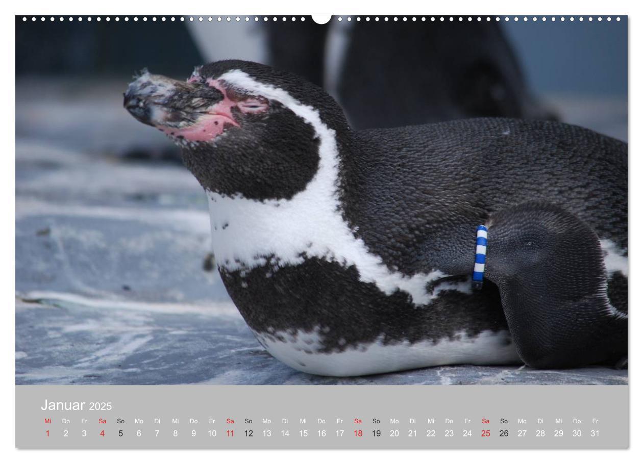 Bild: 9783435789603 | Pinguine 2025 (Wandkalender 2025 DIN A2 quer), CALVENDO Monatskalender