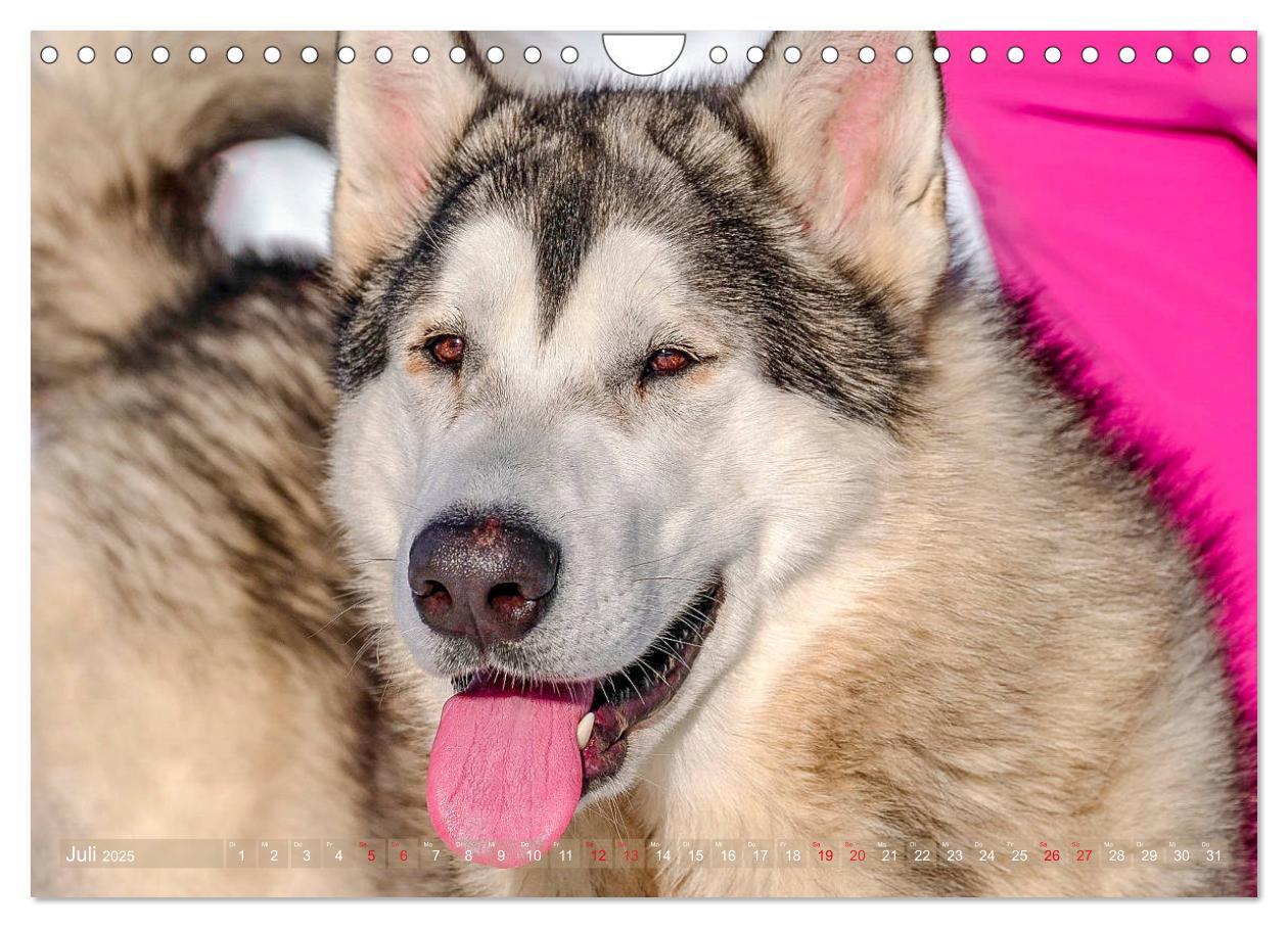 Bild: 9783435214730 | Alaskan Malamute in seinem Element (Wandkalender 2025 DIN A4 quer),...