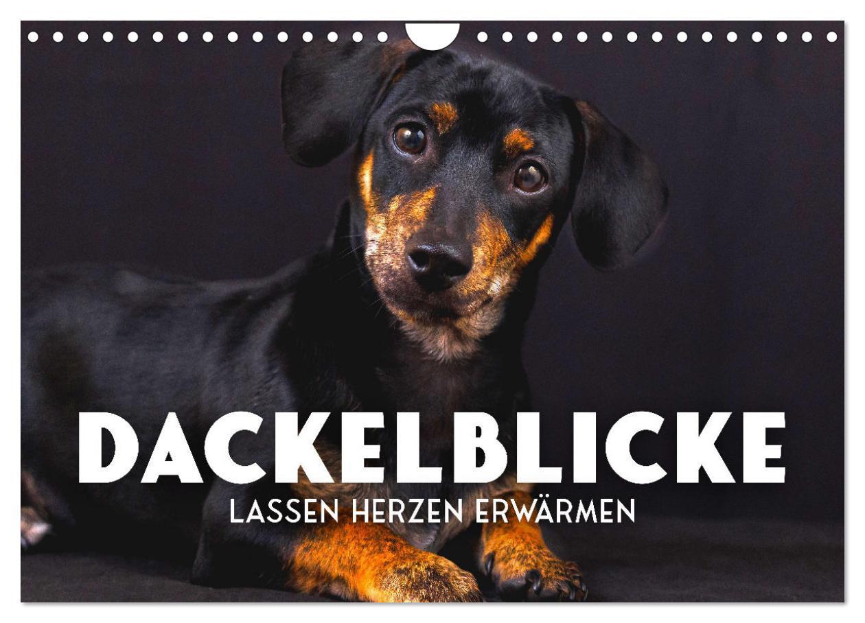 Cover: 9783383930607 | Dackelblicke - Lassen Herzen erwärmen. (Wandkalender 2025 DIN A4...