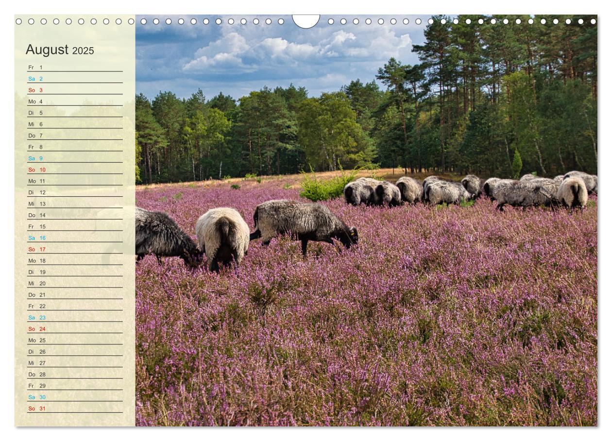 Bild: 9783435091645 | Die Heideblüte (Wandkalender 2025 DIN A3 quer), CALVENDO...