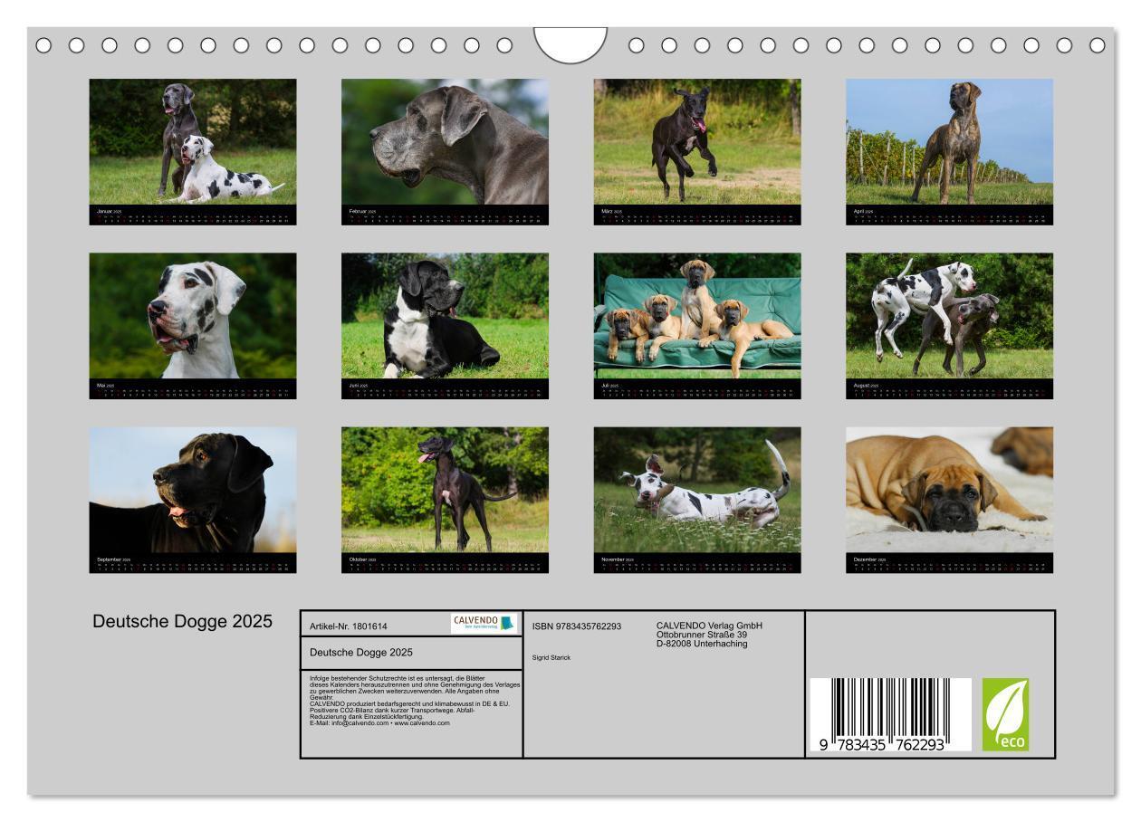 Bild: 9783435762293 | Deutsche Dogge 2025 (Wandkalender 2025 DIN A4 quer), CALVENDO...