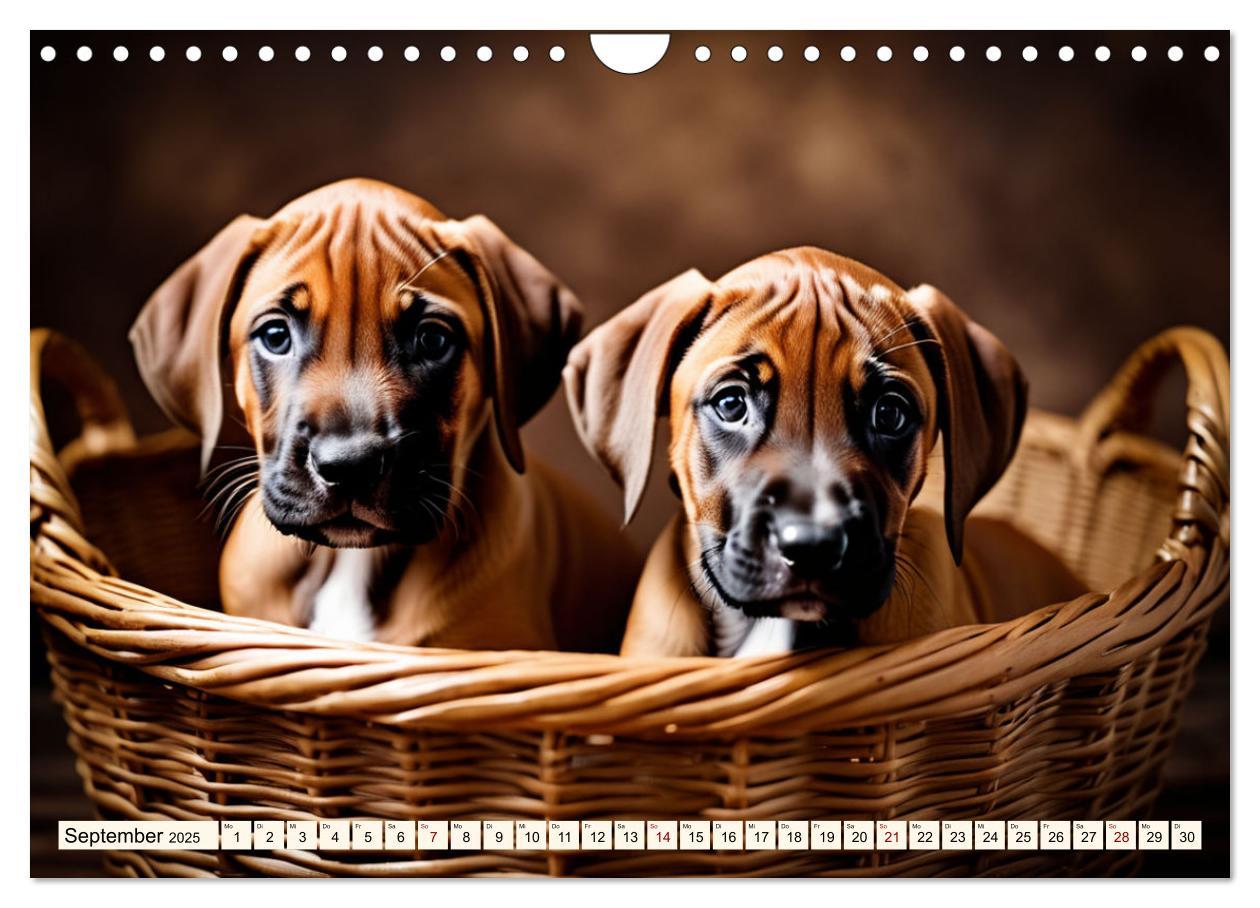 Bild: 9783457146033 | Rhodesian Ridgeback - Athlet mit Rückenkamm (Wandkalender 2025 DIN...