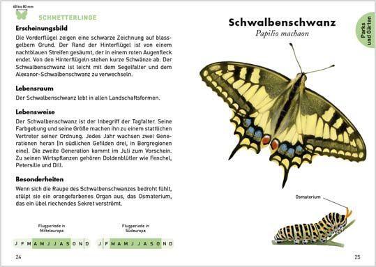 Bild: 9783730609484 | Anaconda Taschenführer Insekten. 70 Arten entdecken und bestimmen