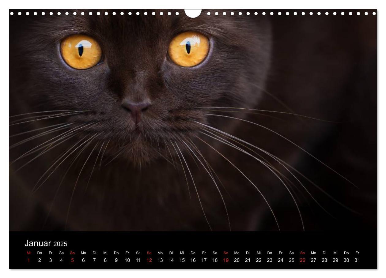 Bild: 9783435488032 | Schokoladige Britisch Kurzhaar Katzen (Wandkalender 2025 DIN A3...