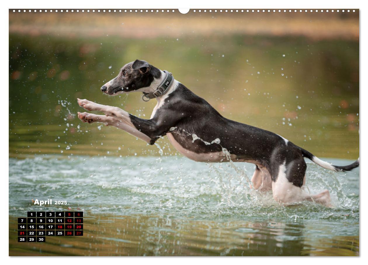 Bild: 9783383973673 | WHIPPETS - SCHNELL UND SCHÖN (Wandkalender 2025 DIN A2 quer),...