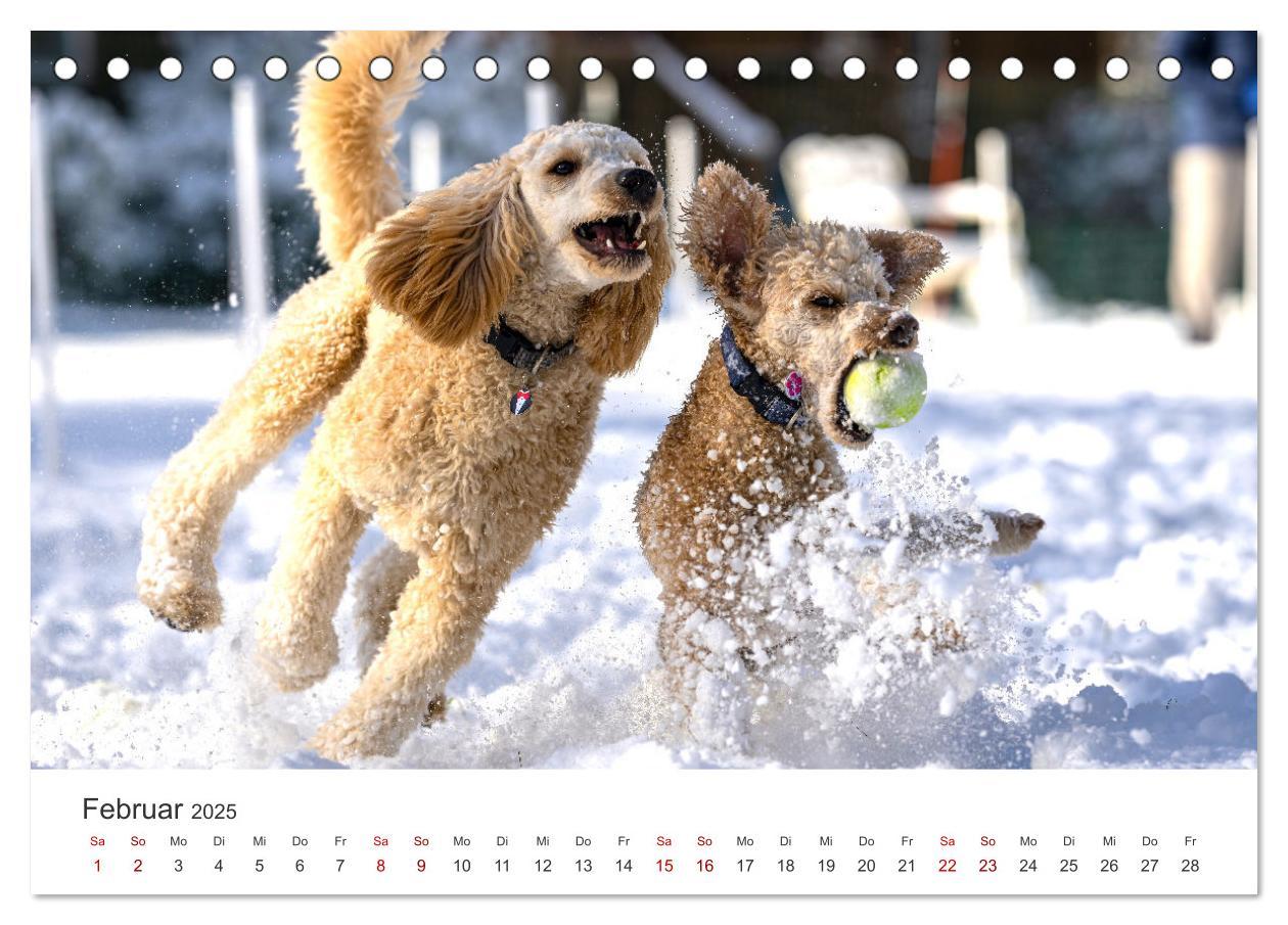 Bild: 9783383928758 | Pudel - Die flauschigen Lockenköpfe. (Tischkalender 2025 DIN A5...