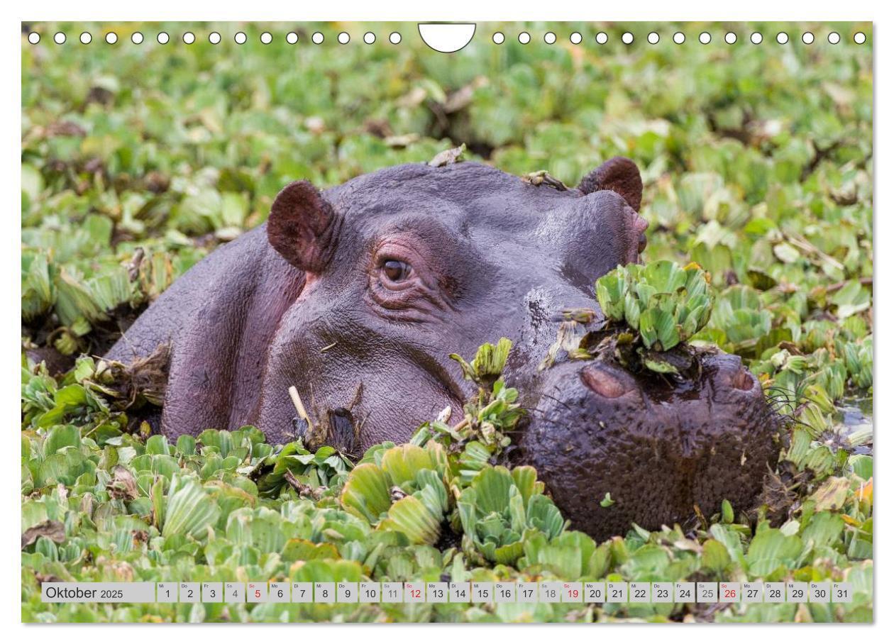 Bild: 9783435736560 | Emotionale Momente. Happy Hippo / CH-Version (Wandkalender 2025 DIN...