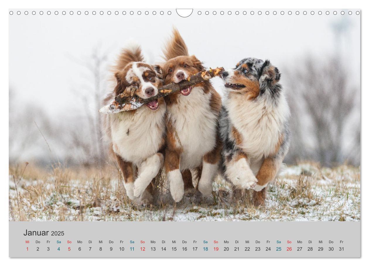 Bild: 9783435762569 | Mit Aussies unterwegs - Die bunte Welt der Australian Shepherds...