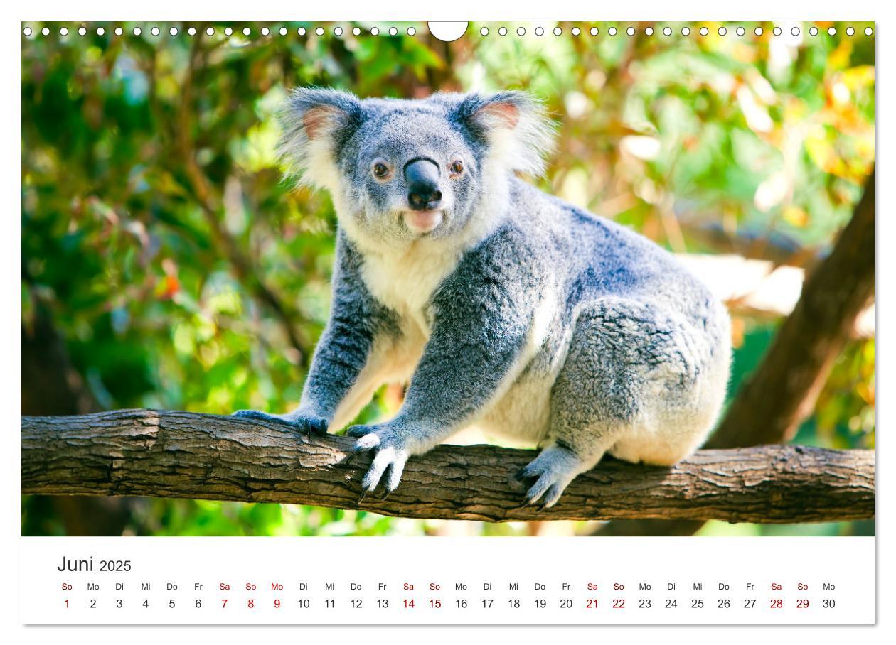 Bild: 9783383928413 | Knuffige Koalabären (Wandkalender 2025 DIN A3 quer), CALVENDO...