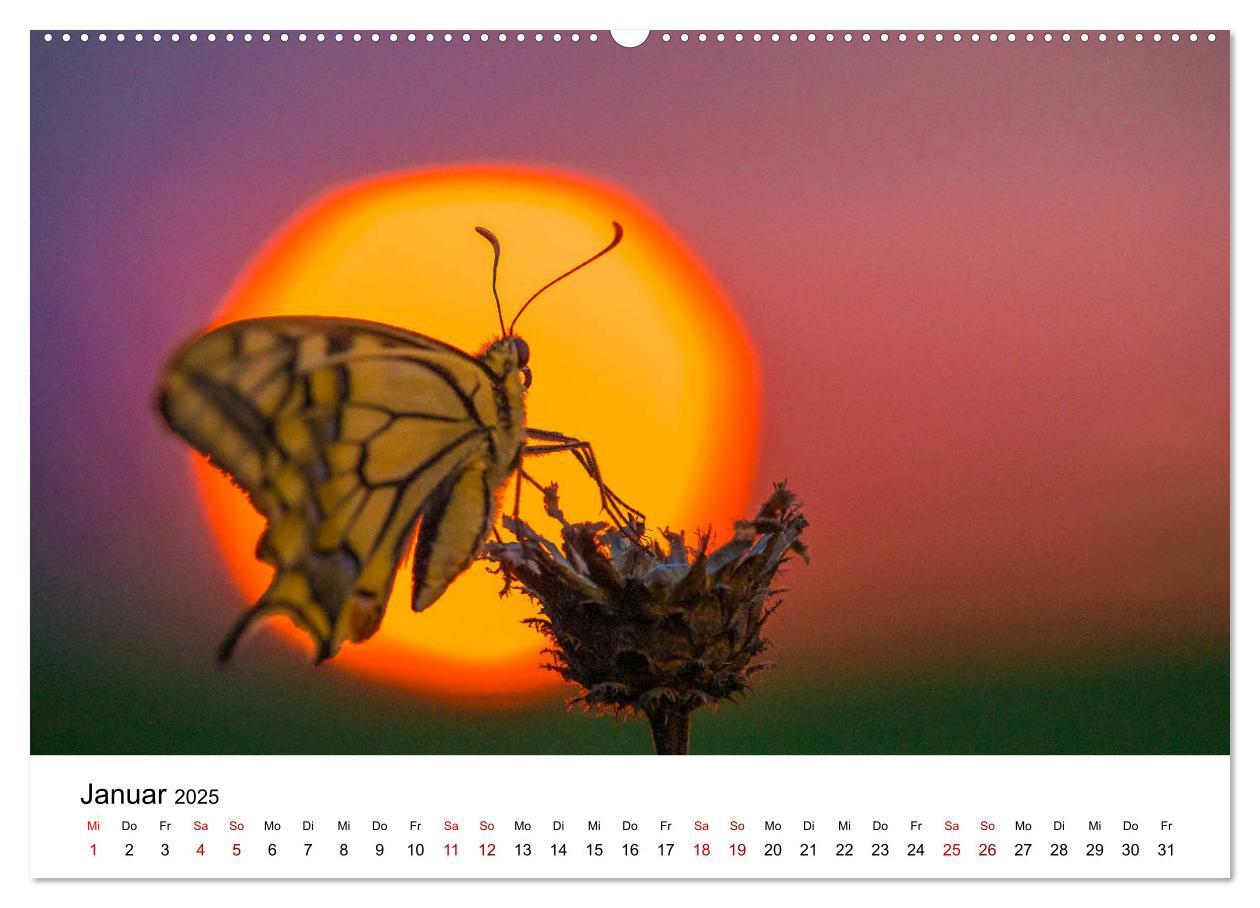 Bild: 9783435163885 | Oberbayerischer Insekten Kalender (hochwertiger Premium...