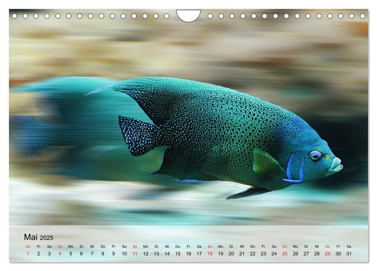 Bild: 9783435590827 | Knallbunte Wasserwelt. Die Welt der Fische (Wandkalender 2025 DIN...